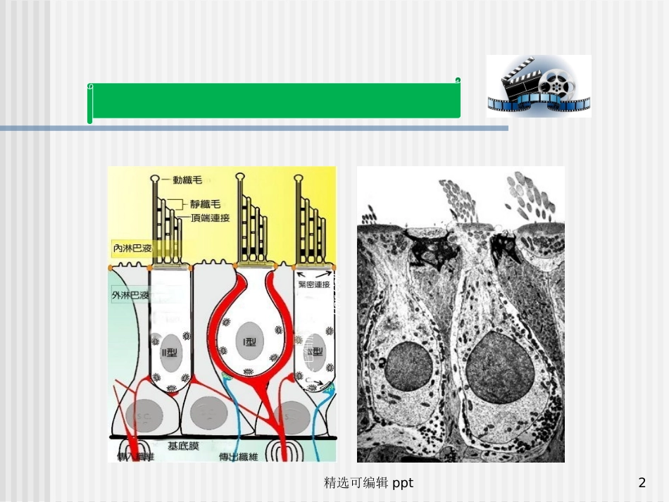 岳文龙前庭系统的功能解剖学_第2页