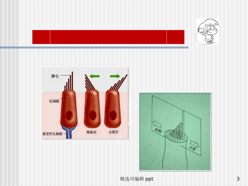 岳文龙前庭系统的功能解剖学_第3页