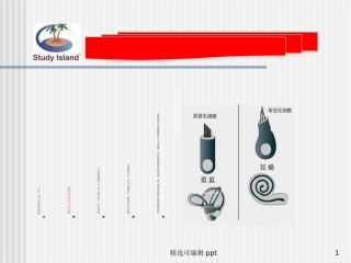 岳文龙前庭系统的功能解剖学