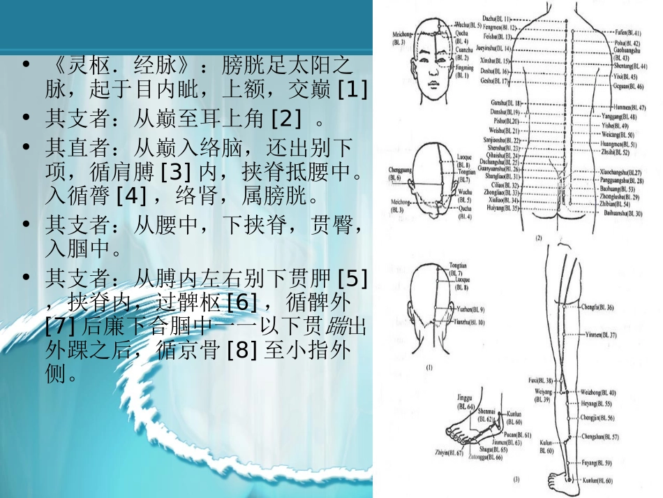 针灸英语之膀胱经课件_第3页