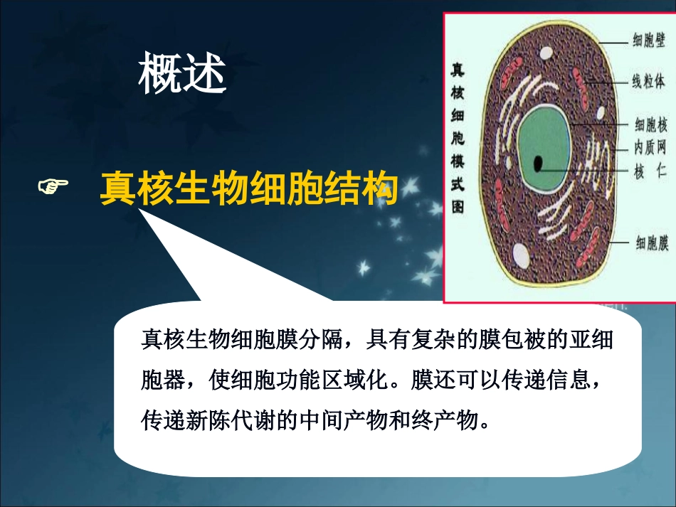 真核微生物酵母菌_第3页