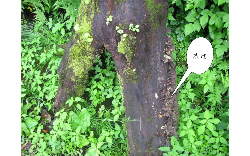 真菌公开课精品课件_第1页