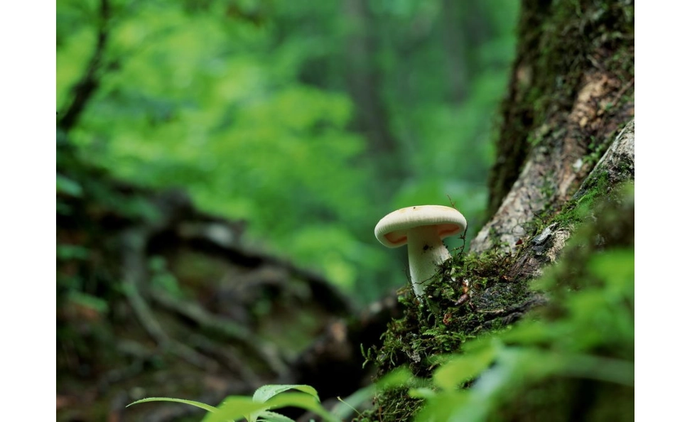 真菌公开课精品课件_第2页