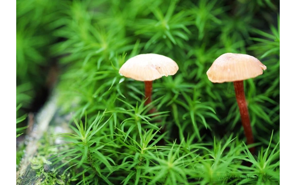 真菌公开课精品课件_第3页