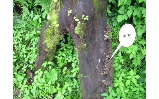 真菌公开课精品课件