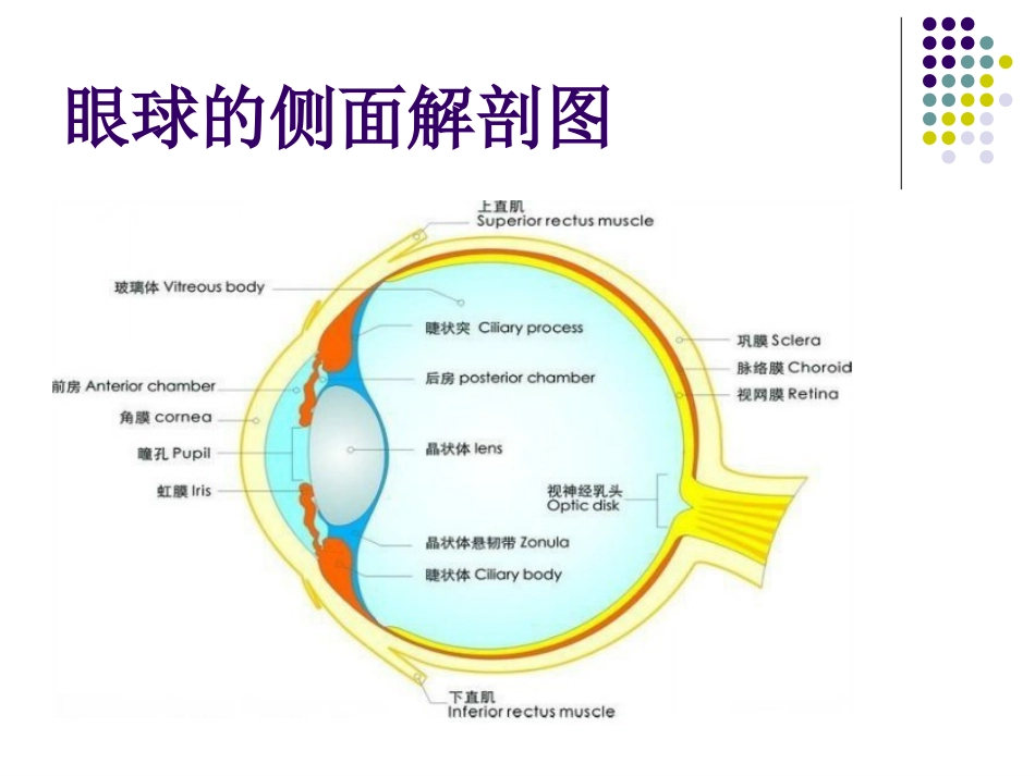 真菌性角膜炎_第3页
