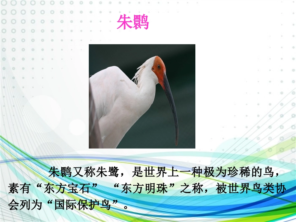 拯救动物课件_第3页