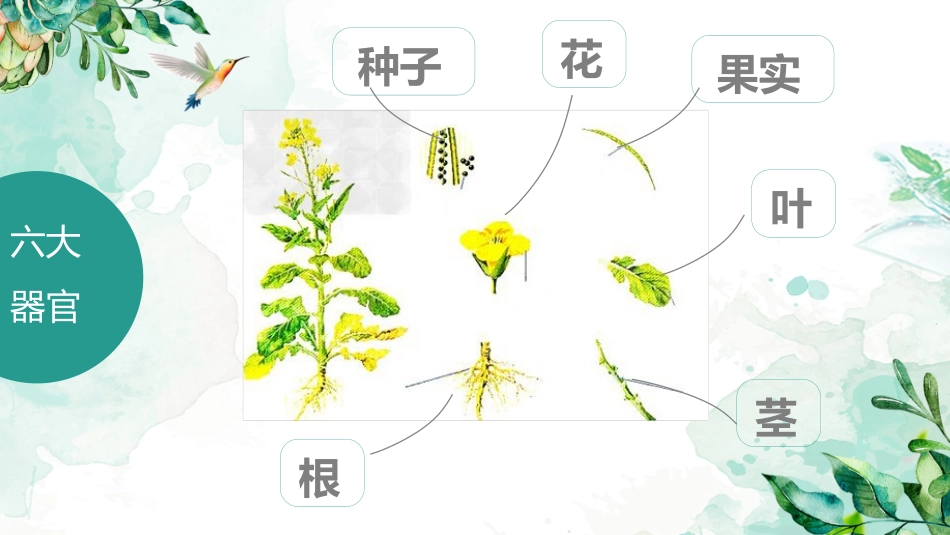 植物的六大器官_第2页