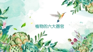 植物的六大器官