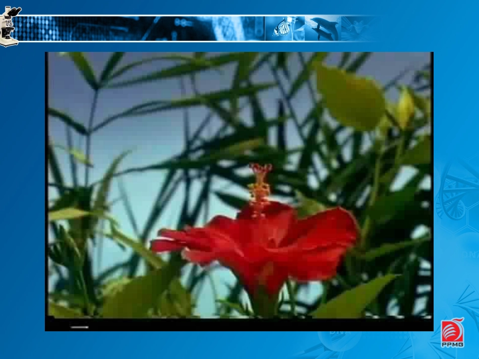 植物的生殖教学课件_第2页