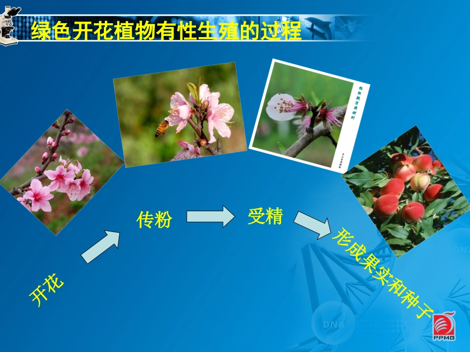 植物的生殖教学课件_第3页