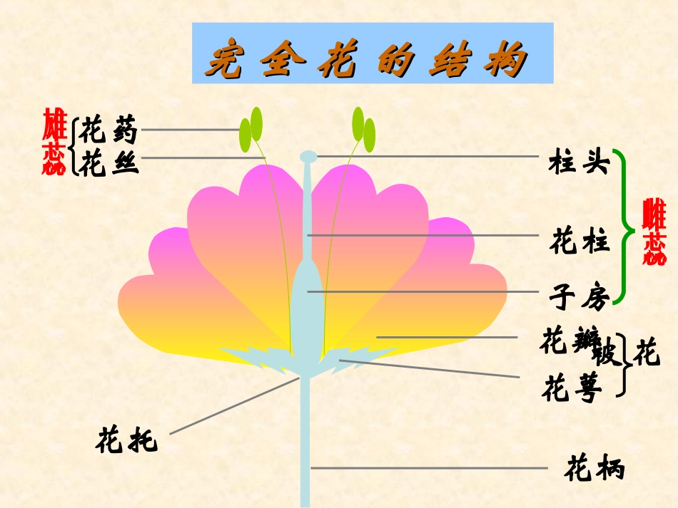 植物的生殖生物的生殖和发育课件_第3页