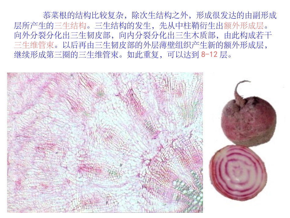 植物器官的变态_第3页