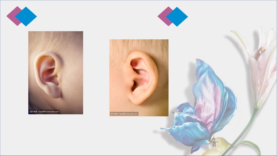 中班健康小小耳朵本领大微课件_第2页