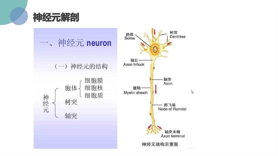 周围神经损伤的康复护理_第3页