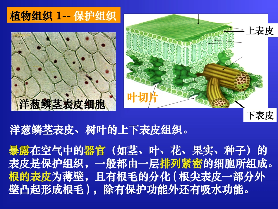 组织器官和系统课件_第3页