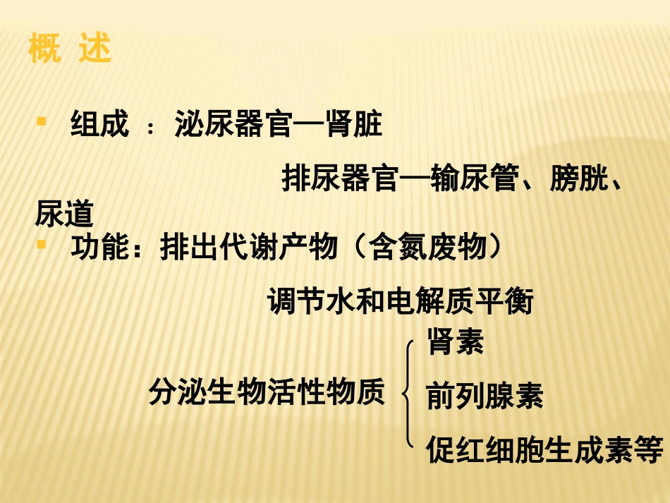 组织学与胚胎学泌尿系统肾优质课件_第3页
