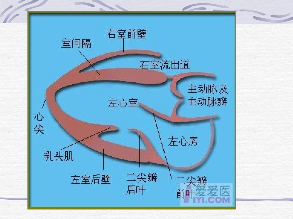 M型超声心动图测量及正常值收集资料_第3页