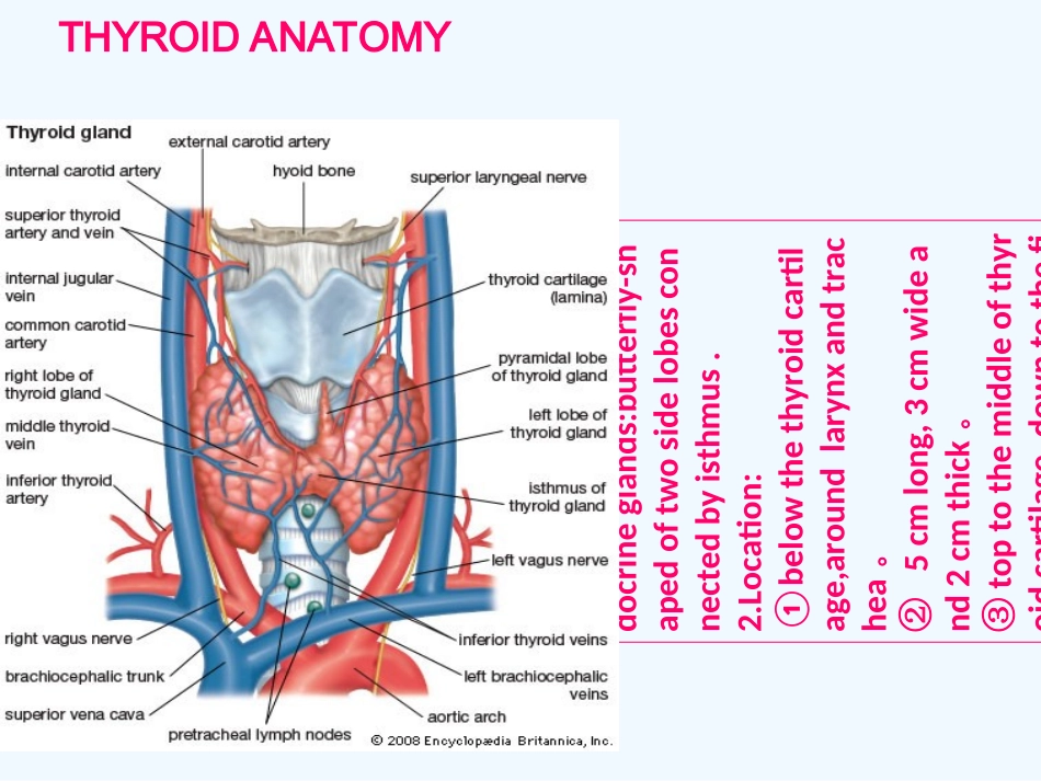 thyroid甲状腺癌全英文简版_第3页