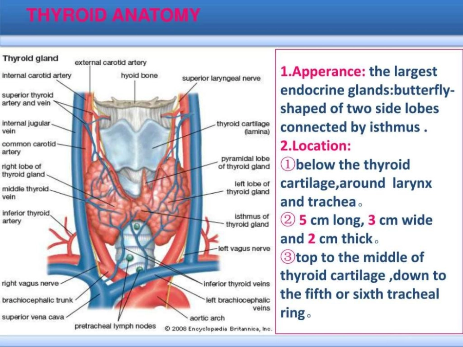 thyroid甲状腺癌全英文简版文档资料_第3页
