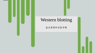 Westernblot实验原理和实验步骤