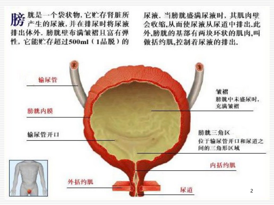 膀胱功能训练课件_第2页