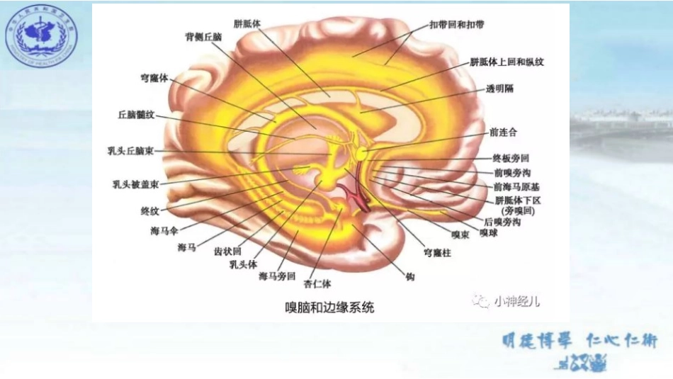 边缘系统limbicsystem构成及功能_第2页
