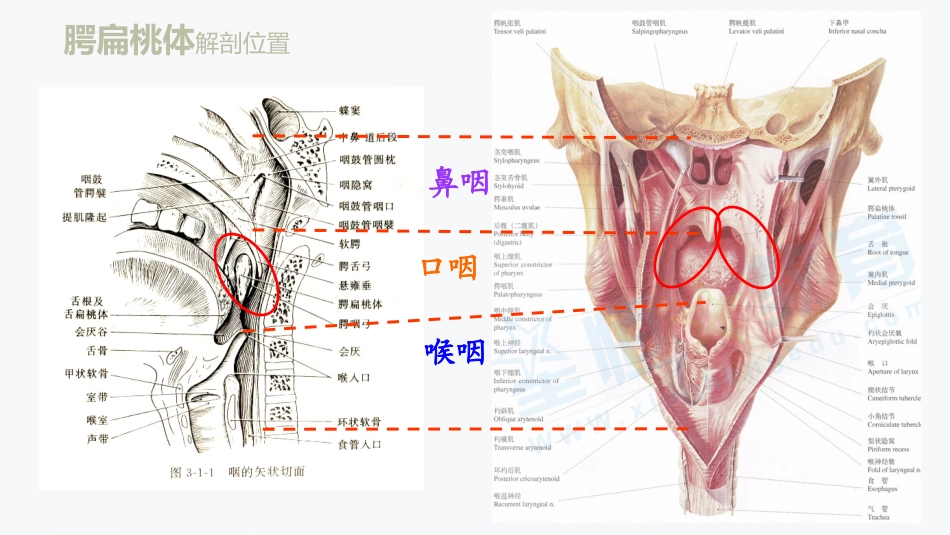 扁桃体解剖和疾病_第2页