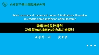 勃起神经盆腔解剖及保留勃起神经的根治术