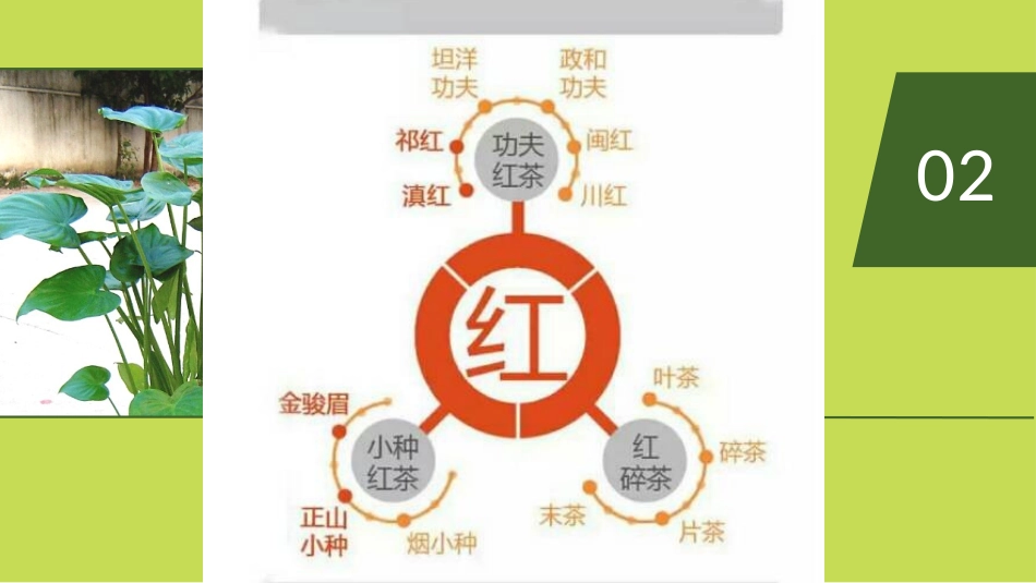茶的分类及贵州茶区_第3页