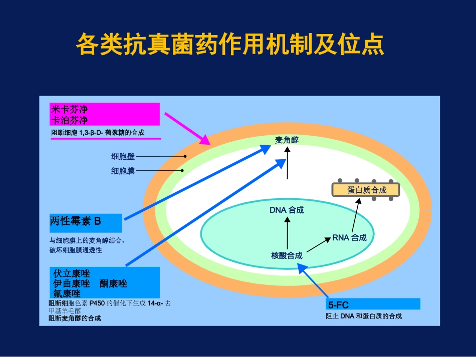 常用抗真菌药物的比较_第3页