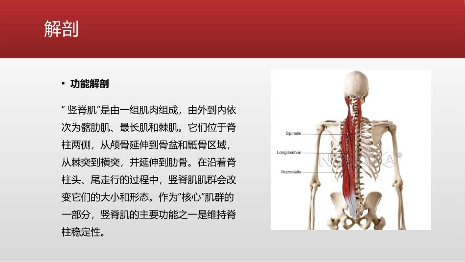 超声引导竖脊肌平面阻滞_第3页