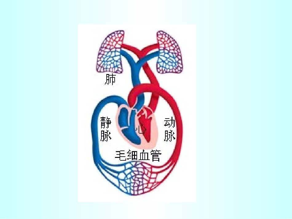 充血出血课件_第2页