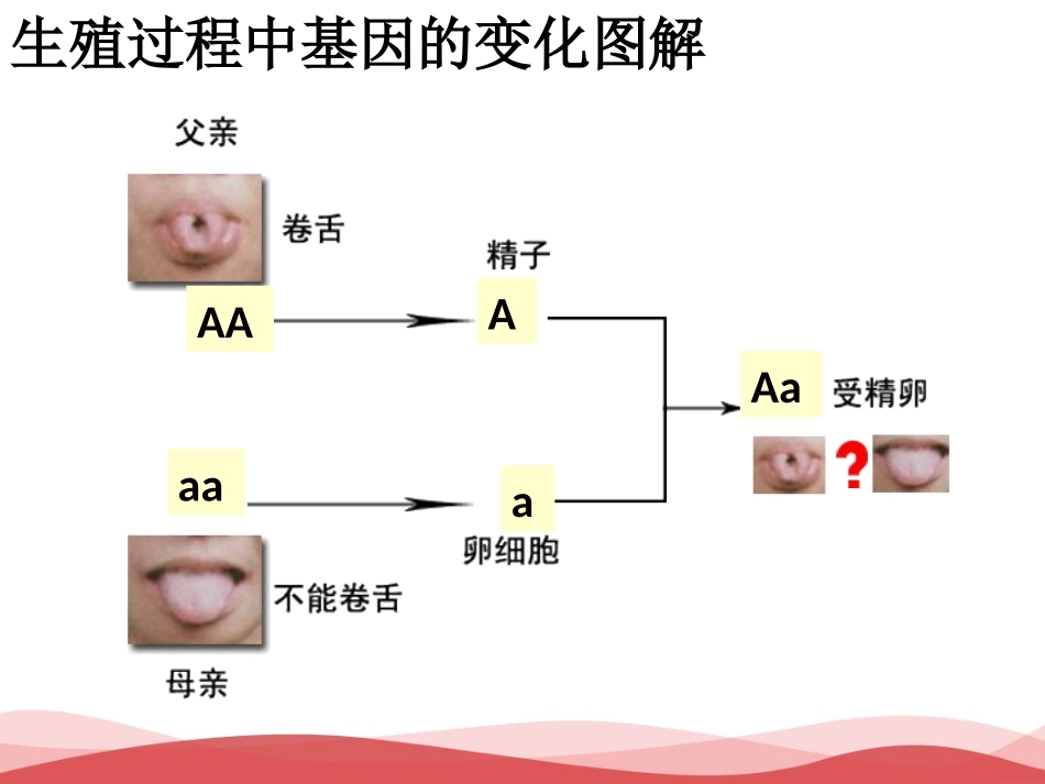 初中生物 基因的显性和隐性课件_第2页