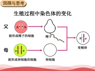 初中生物 基因的显性和隐性课件