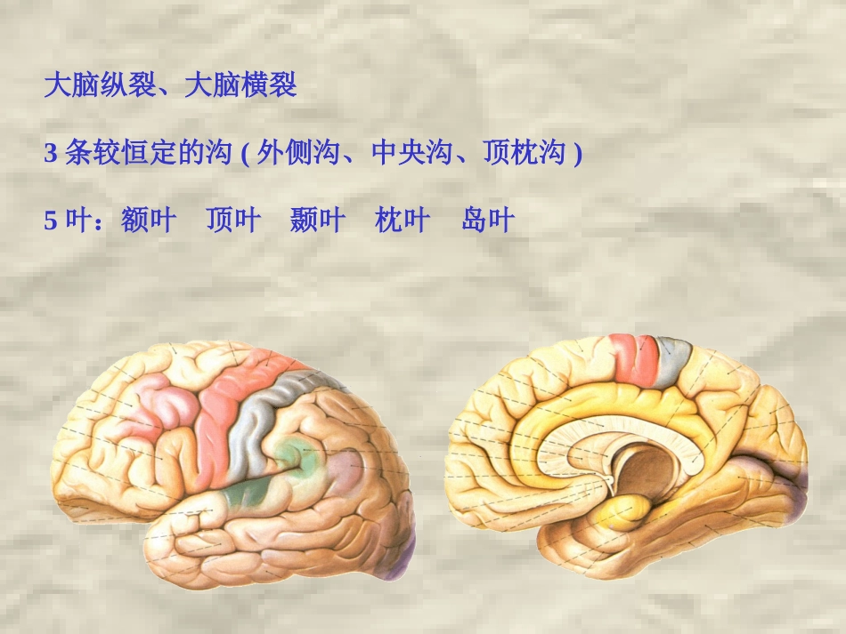 大脑半球病变定位诊疗_第3页