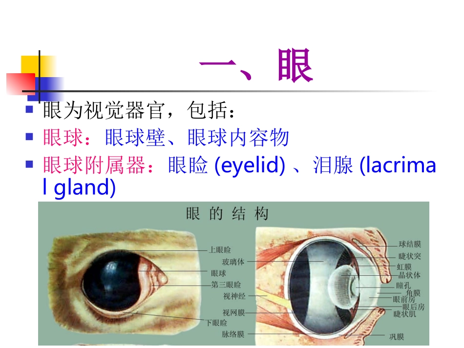 动物感觉器官组织胚胎学_第2页