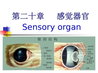 动物感觉器官组织胚胎学
