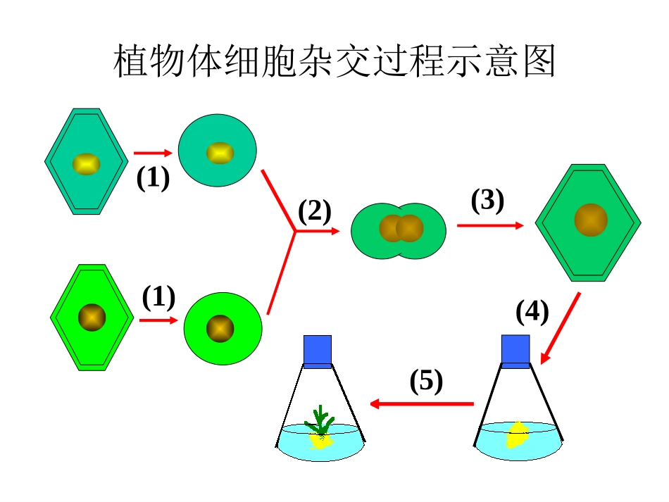 动物细胞融合和单克隆抗体用_第3页