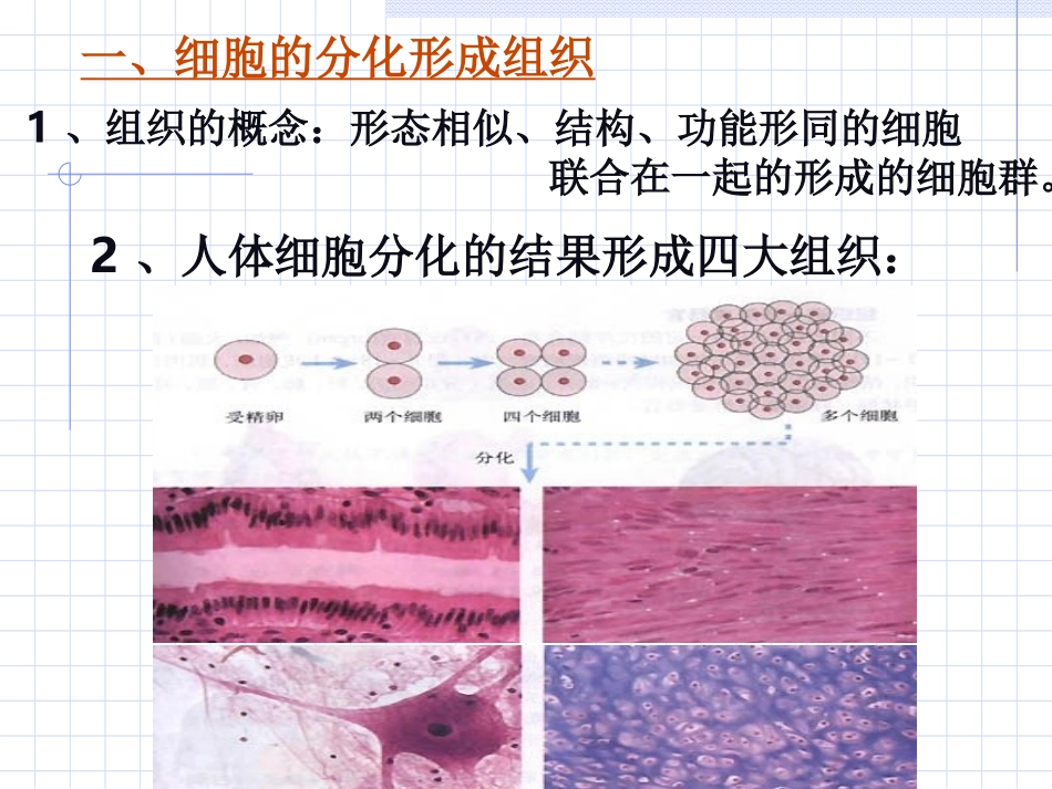 动植物体的结构层次_第2页
