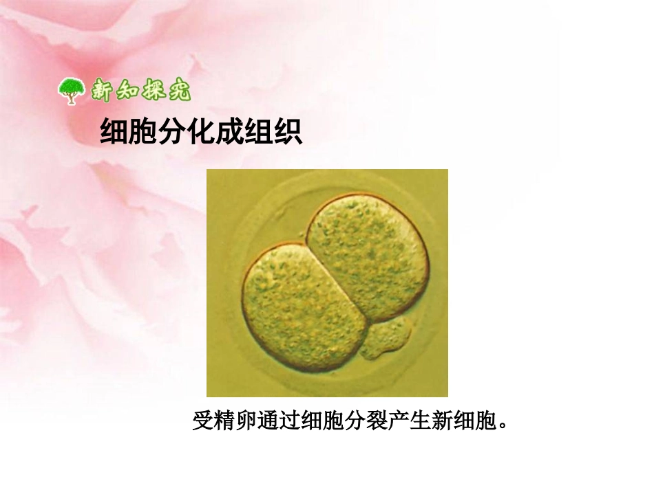 动植物体的结构层次详解_第2页