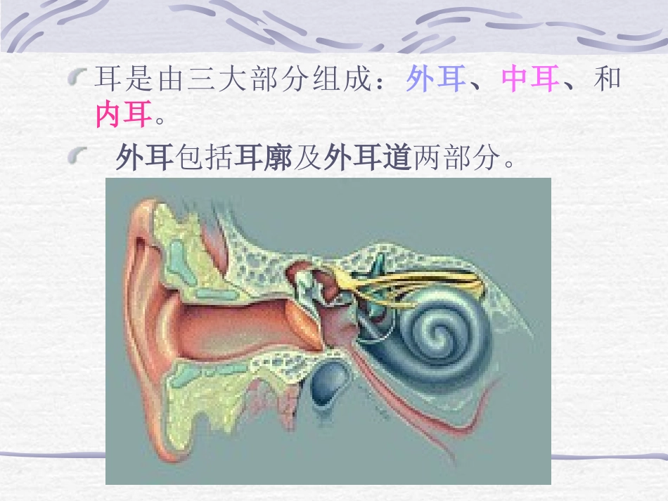 耳的解剖课件_第2页