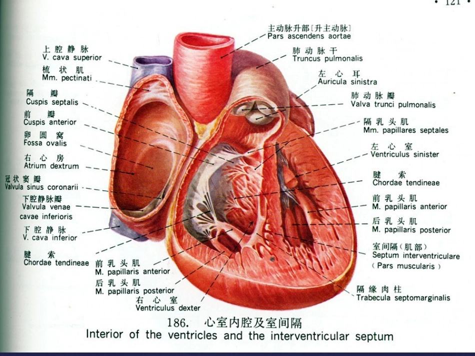 风心病超声诊疗_第2页