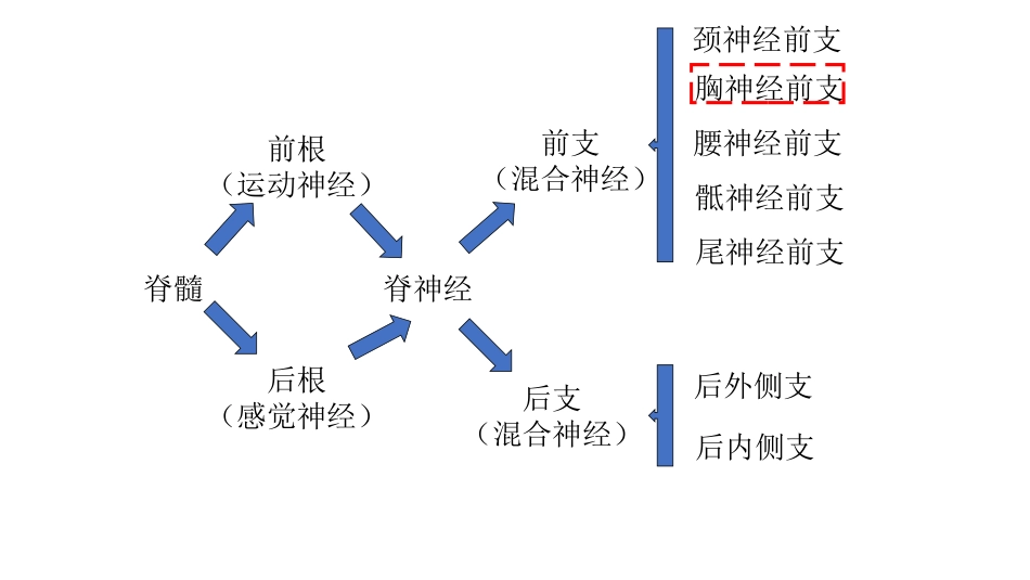 腹直肌鞘腹横筋膜阻滞_第2页