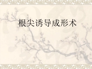 根尖诱导成形术汇总最新课件