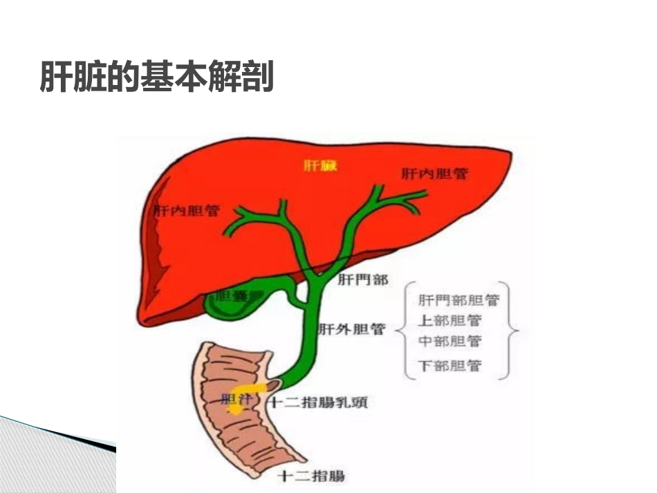 梗阻性黄疸的介入治疗_第2页