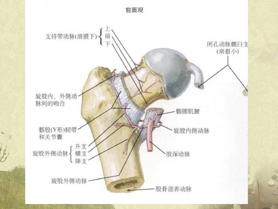 股骨头坏死的针刀治疗精品医学课件_第3页