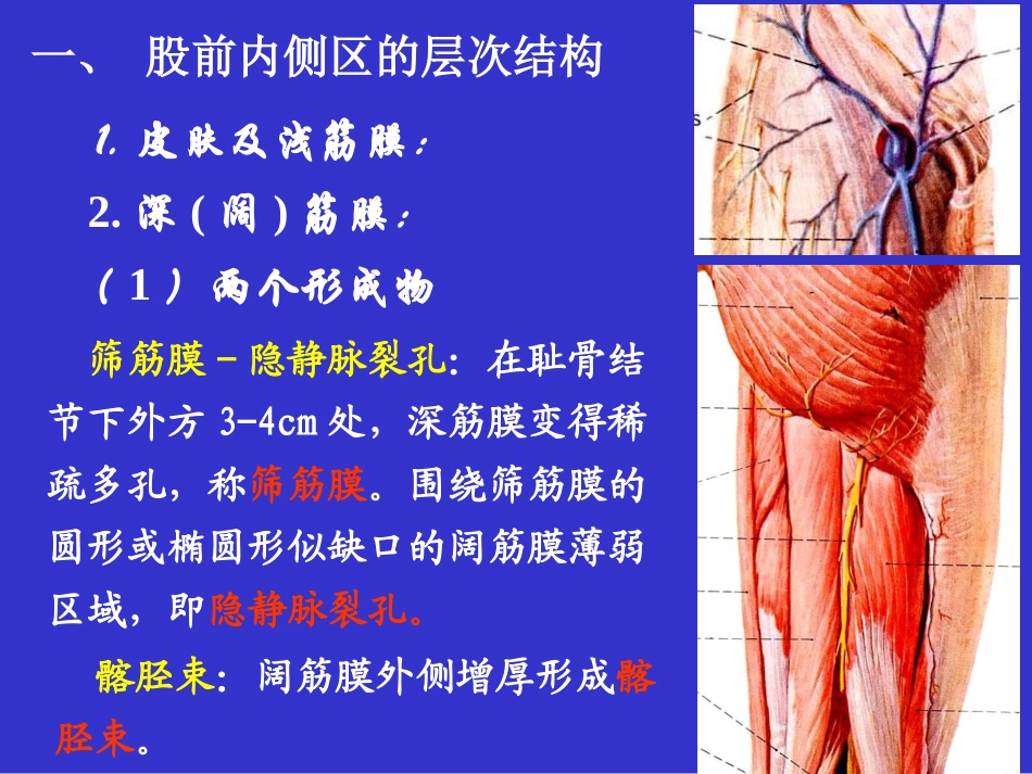 股前内侧区解剖_第3页