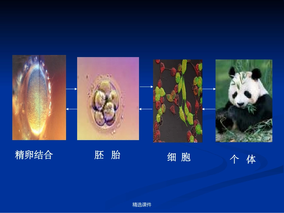 核移植技术及应_第2页