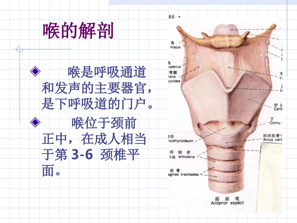 喉的应用解剖_第2页